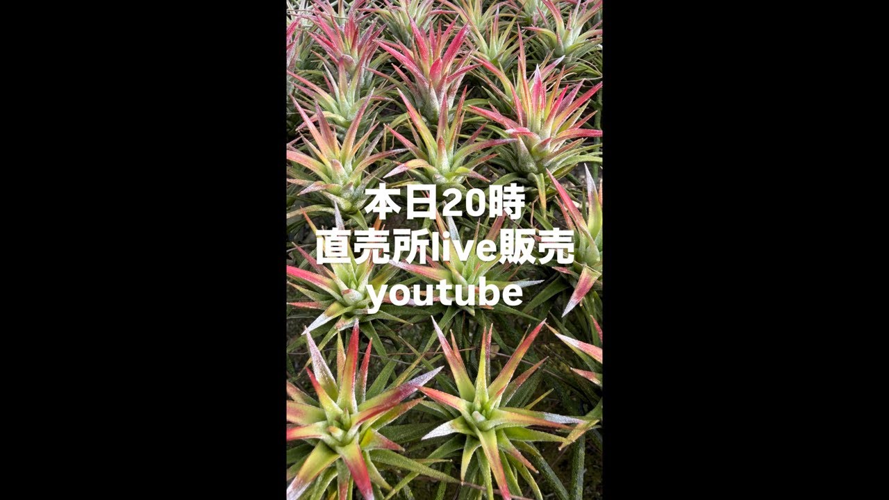 今日は直売所