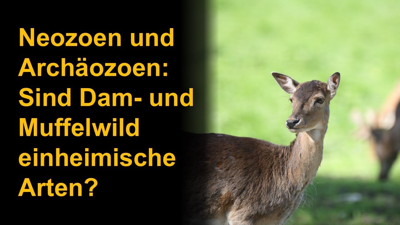 Neozoen und Archäozoen: Sind Dam- und Muffelwild einheimische Arten?