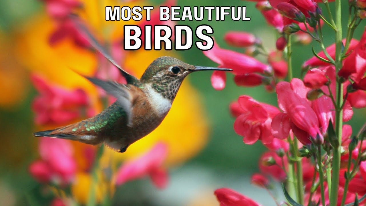 wildlife 4k  - most dutiful birds behavior rilaxttation film | animal life cycle wildlife353