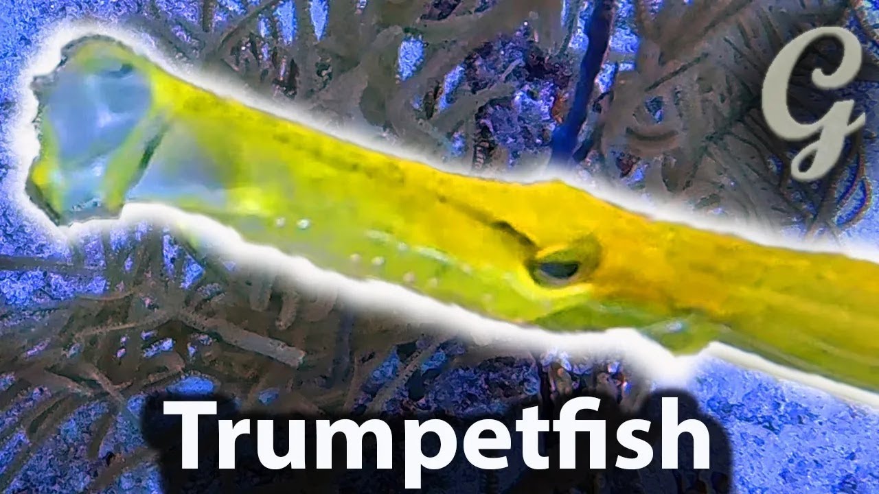 Revealed: Trumpetfish Secrets To Hunting Success - Unmasking The Predator's Tactics!