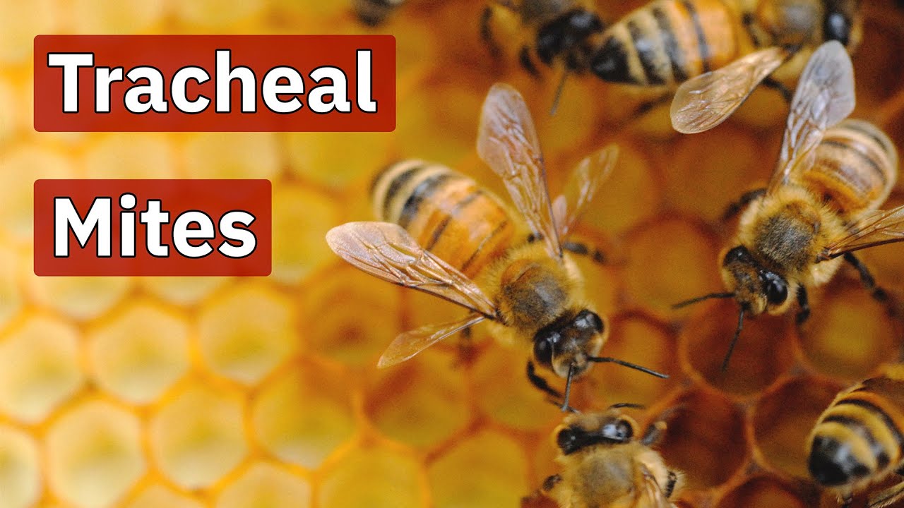Tracheal Mites | Beekeeping Academy | Ep. 73