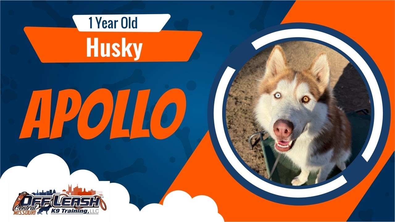 Husky, 1 yr old, Apollo | Best Dog Training Central Missouri | Off Leash K9