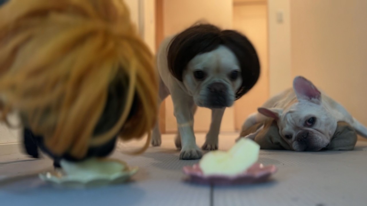 長女…やっとアレがきました🩸初めてのオムツでママに襲われ…バァバが激怒😭🐶フレンチブルドッグの家族🐶