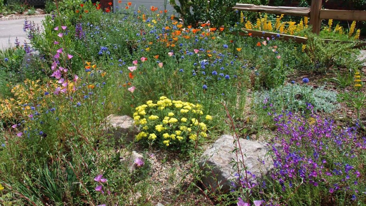 What’s the Difference between Native Plants vs. Waterwise Plants with Suzanne