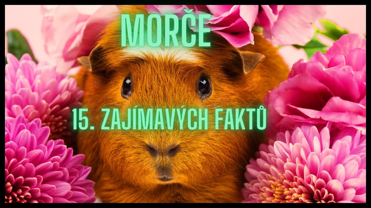 Morče 15.  Zajímavých faktů / a Guinea pig 15. Interesting facts