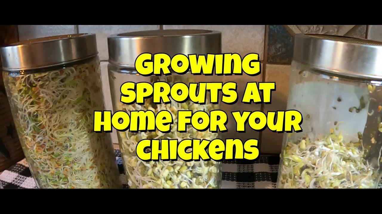 “How We Grow Sprouts for Our Chickens — Simple & Cheap”