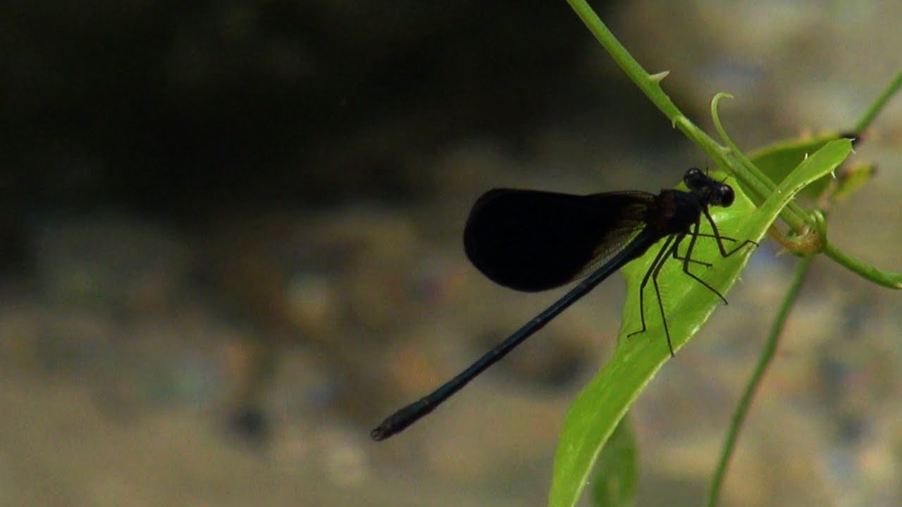 L'avventura Pantalica – Fiume Anapo