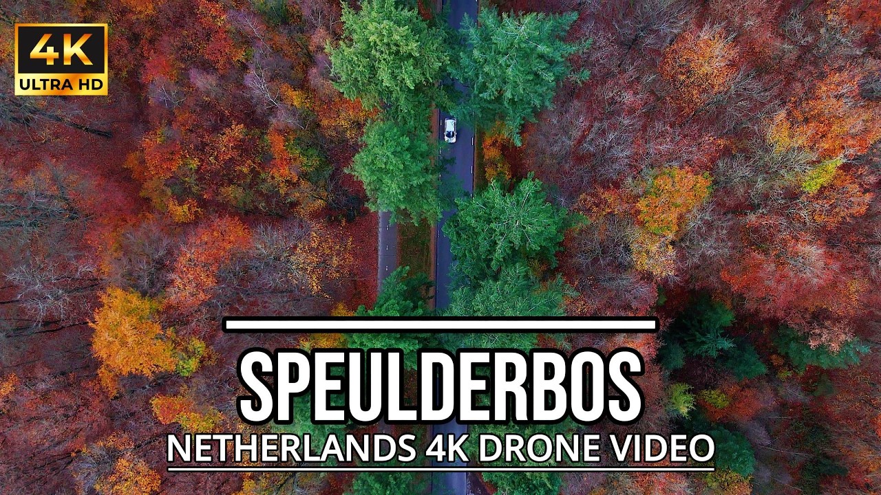 Speulderbos Drone Walk | Ambiance Autumn | Cinematic 4K Video