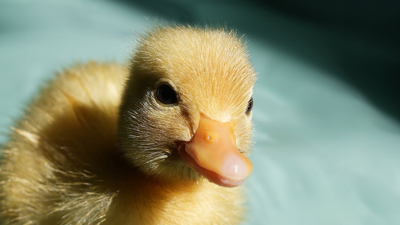🔴 100 Minutes of the Funniest Cute Pet Ducks / Cute Ducks Compilation / Best Moments