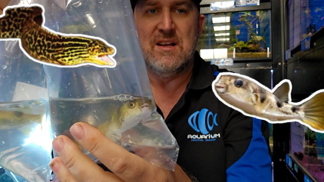 Unboxing freshwater Toadfish & Eels? That's a Moray!