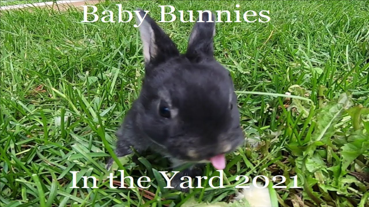 Baby Bunnies In The Yard 2021