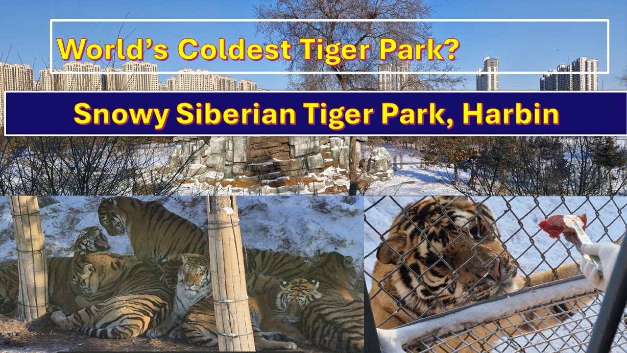 Siberian Tigers - Extreme Cold Wildlife Worth It? #chinatravel #travelvlog #harbintravel 