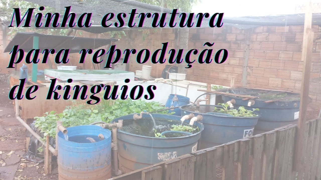 Minha reprodução de Kinguios - 02/11/2020