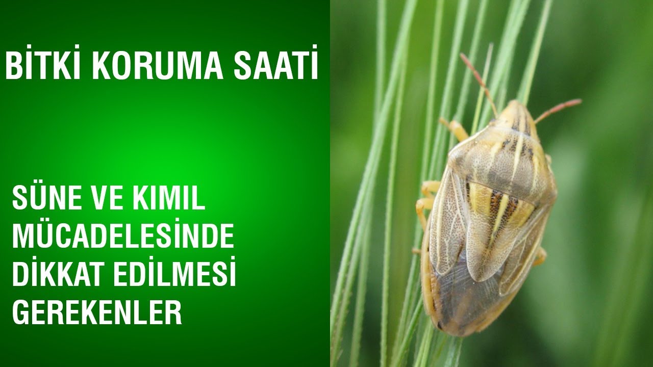 Bitki Koruma Saati - Süne ve Kımıl Mücadelesinde Dikkat Edilmesi Gerekenler