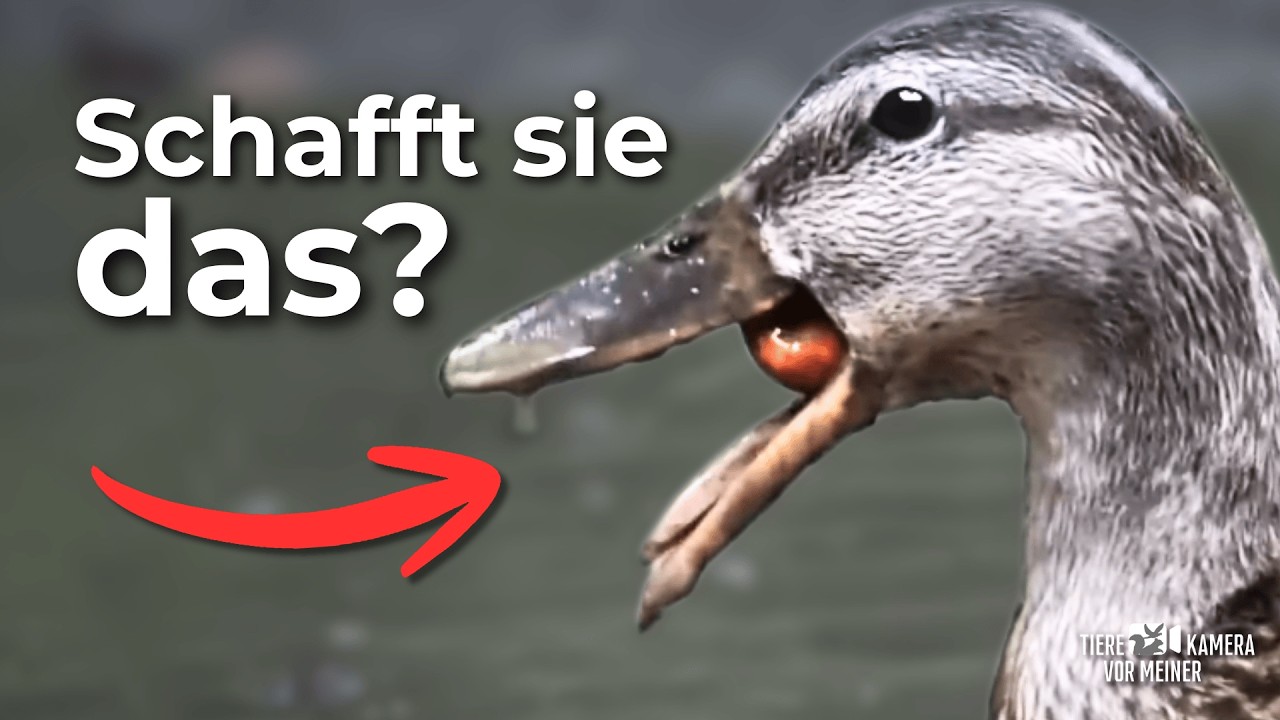 Wie eine Stockente versucht, eine Nuss zu fressen 😳 Mallard & the nut