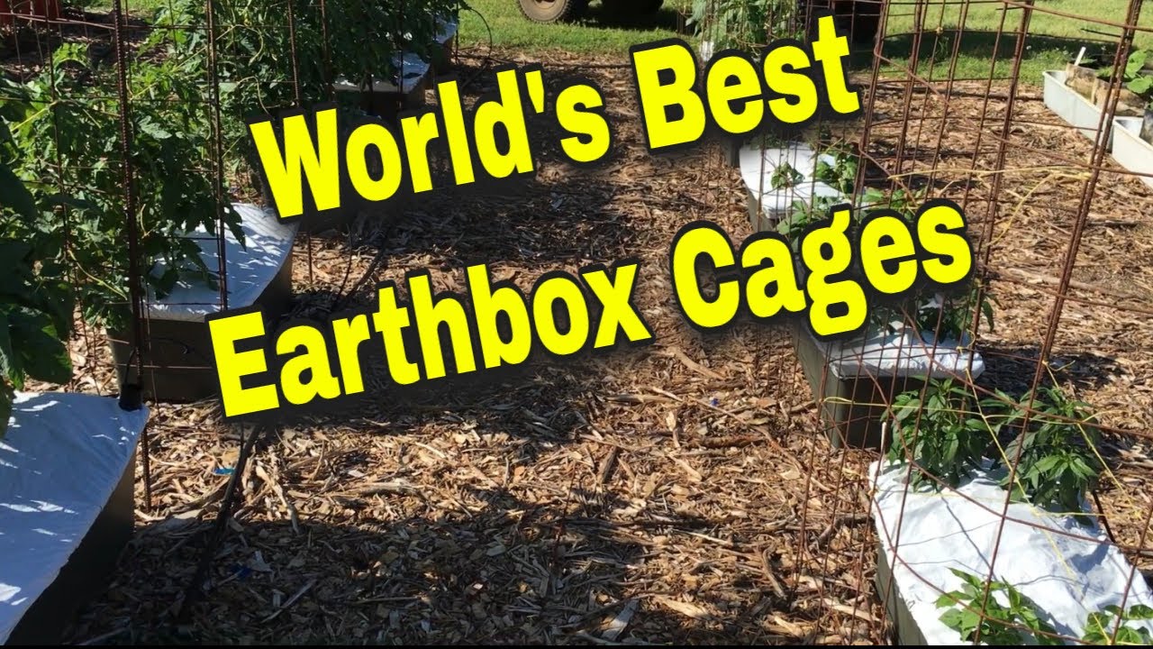 CAGING TOMATOES IN EARTHBOXES