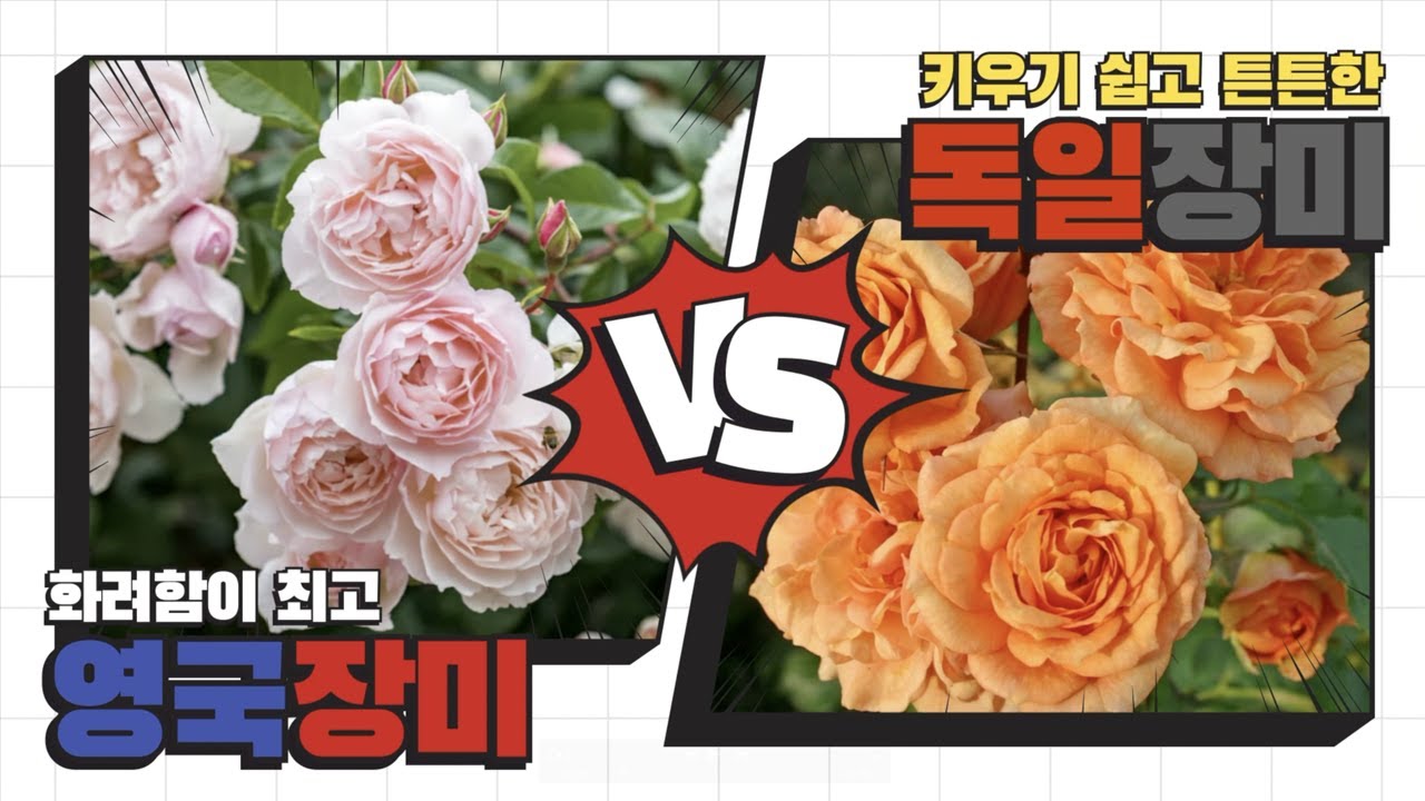 장미 초보가드너들 주목! 🔥 독일 vs 영국 장미중 무엇을 선택할까?! 독일 강호 KORDES 장미 전격 리뷰!