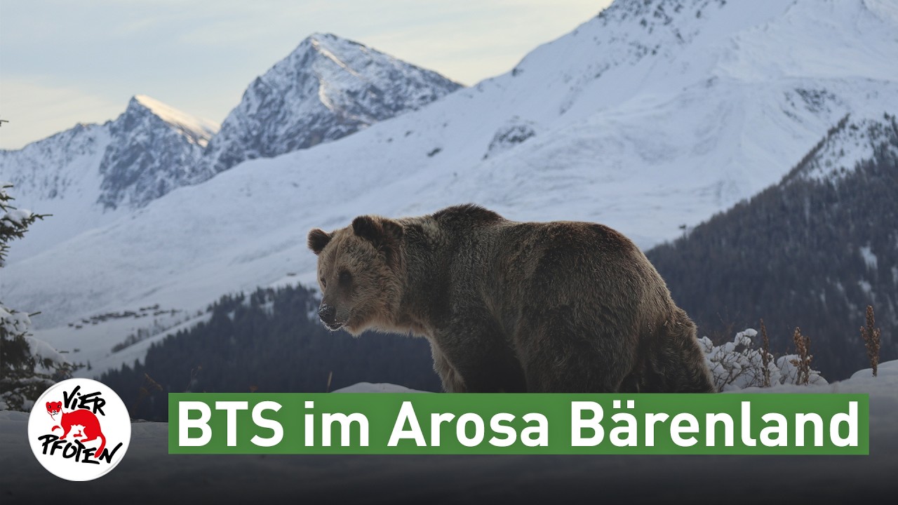 Behind the Scenes im Arosa Bärenland | VIER PFOTEN