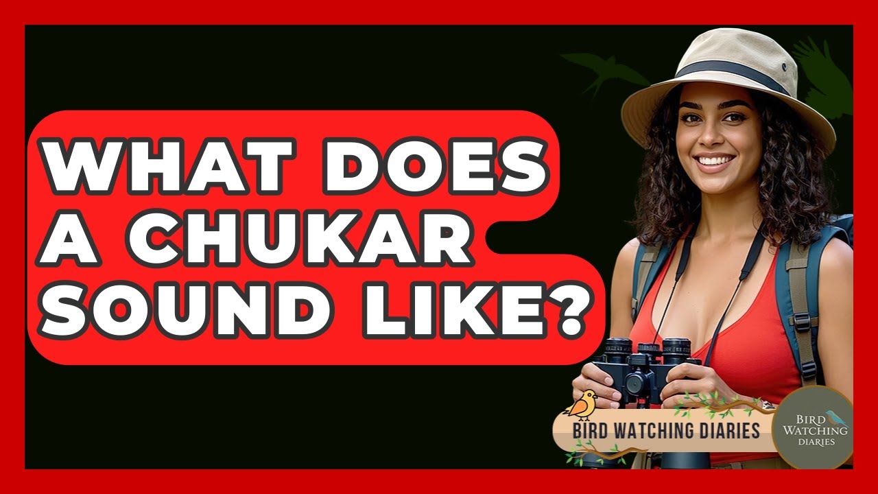 What Does A Chukar Sound Like? - Bird Watching Diaries