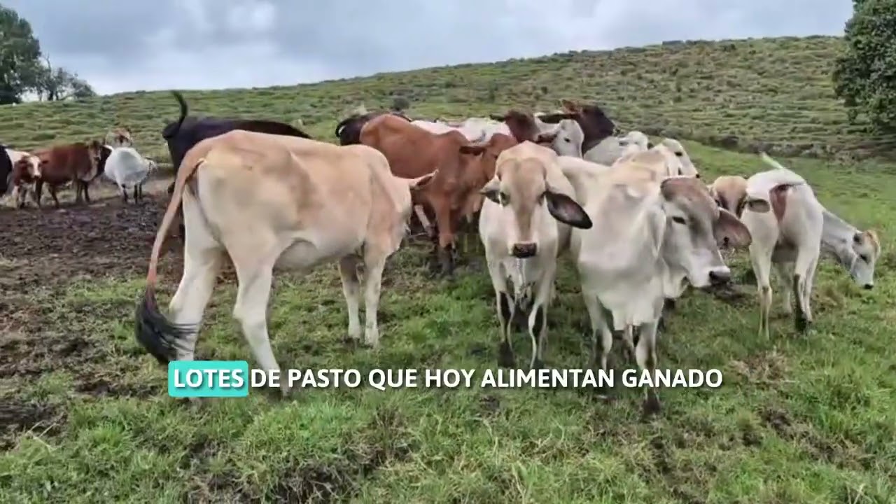 🌄 ¡En Venta – Finca de 102 Hectáreas en La Bella – El Manzano, Pereira! 🌿