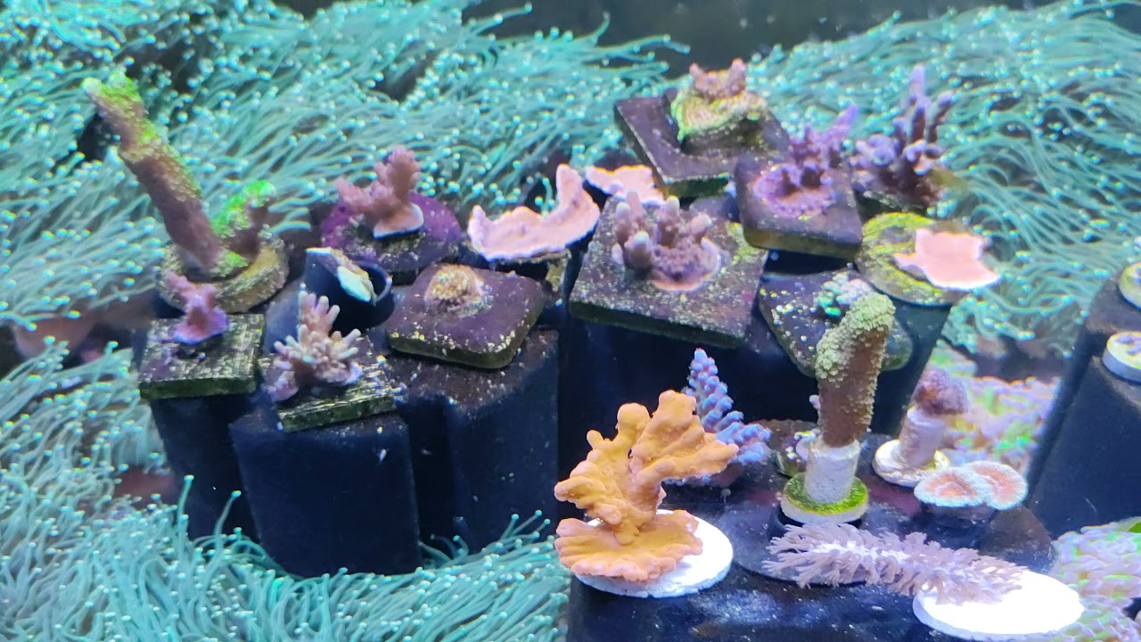 Montipora Setosa and Gorgonian Coral - A must have easy classic coral
