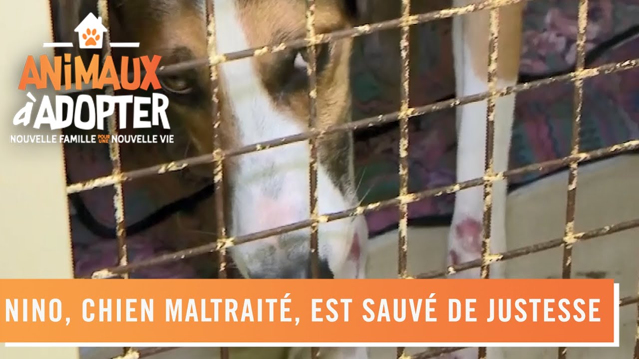 Nino, un chien maltrait&eacute; par son ancien ma&icirc;tre, sauv&eacute; de justesse - Animaux &agrave; adopter