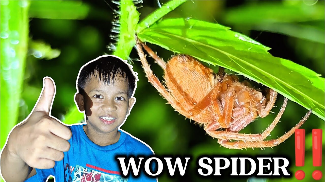 JUMBO ANG HULI NI 