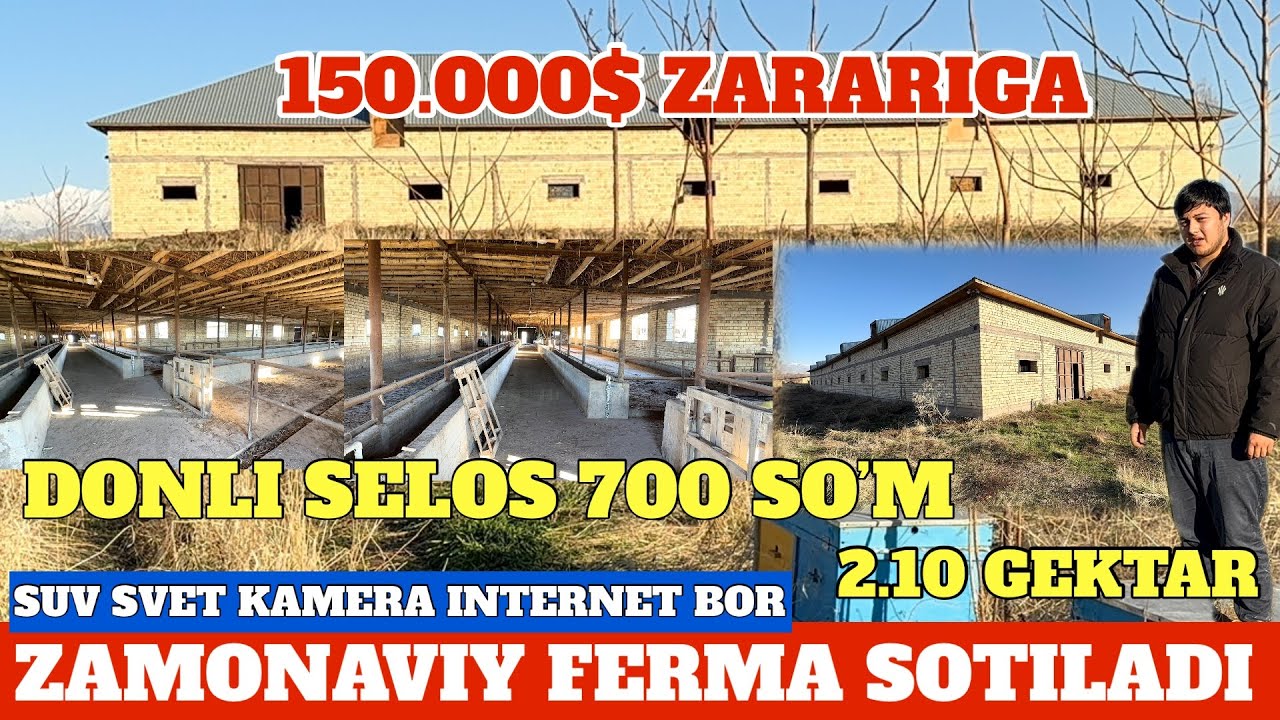 ZAMONAVIY FERMA 300 BOSH SIGIRGA MO’LJALLANGAN 150.000$ ZARARIGA. 1-kg SELOS 700 so’m 150 mln LIMON