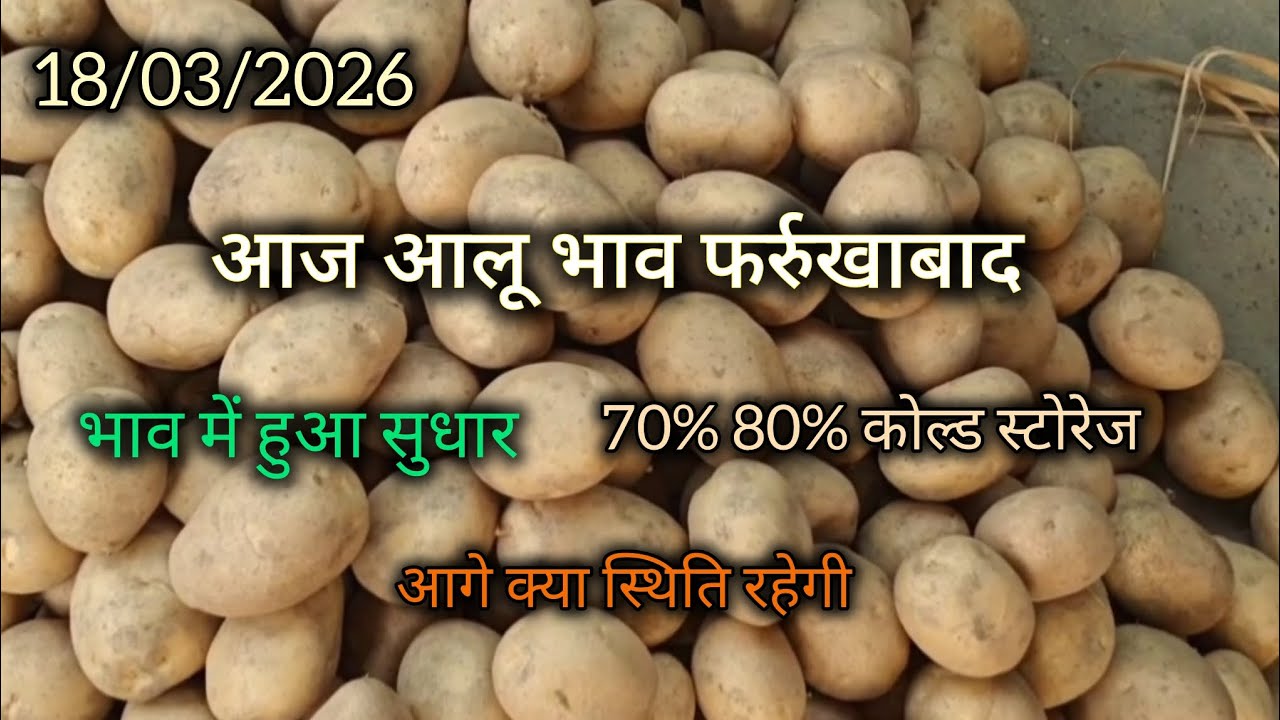 आज आलू भाव फर्रुखाबाद उत्तर प्रदेश 😲  Today potato price Farrukhabad uttar pradesh #Potato
