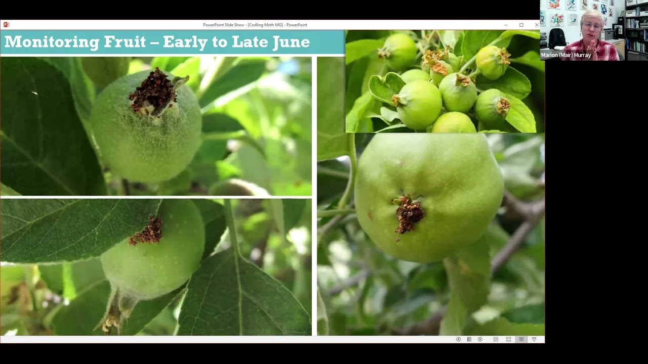 Codling moth life cycle and control