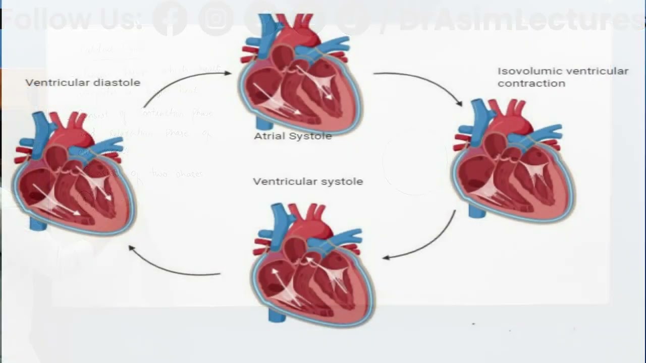 Cardiac Cycle | Cardiac Cycle Class 11