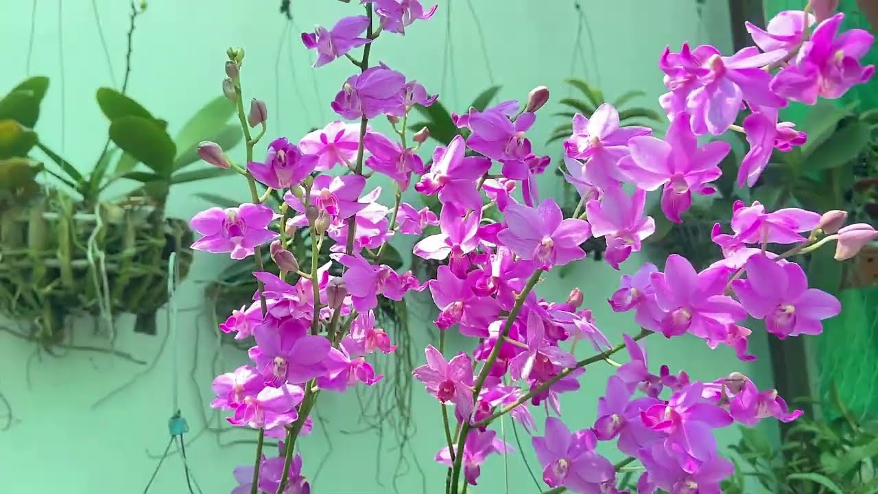 5 C&acirc;y Lan Vũ Nữ Hoa Thơm, Dễ Trồng Rất Đ&aacute;ng Chơi !!!! LH 0902889523
