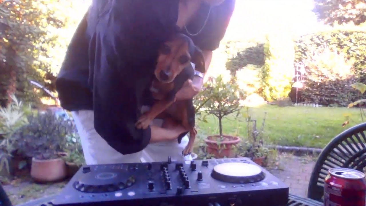 djing a boiler room set for my dog