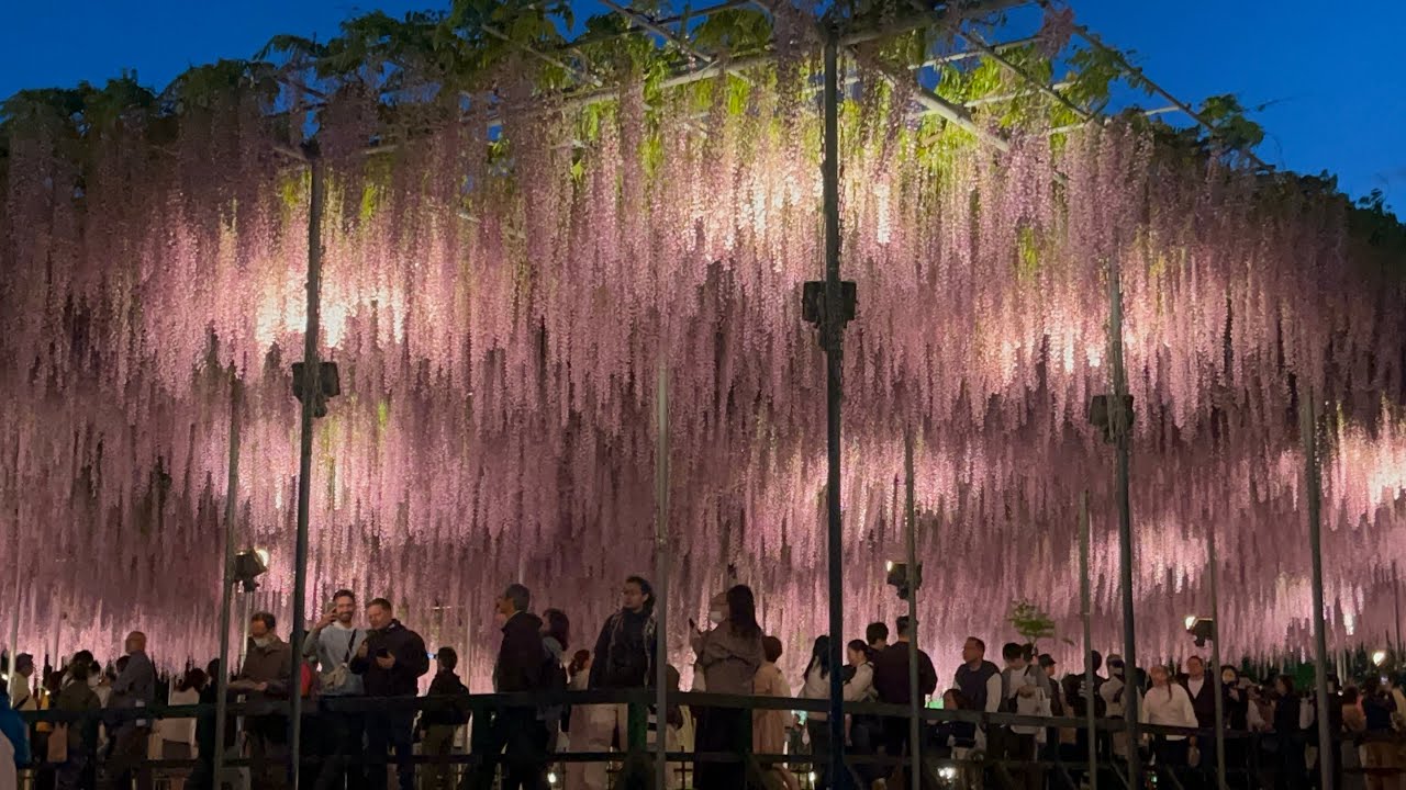 世界最美紫藤花瀑，夢幻浪漫，美不勝收｜宜容居家The World's Most Beautiful Wisteria Waterfall: Dreamy, Romantic, and Stunning