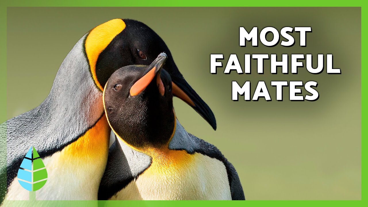Animals That Stay Together Forever 🦢💑 | Monogamous Animal Pairs