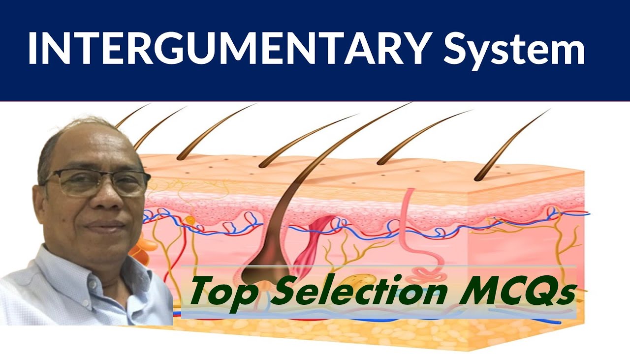 Integumentary System Anatomy || Selection 1