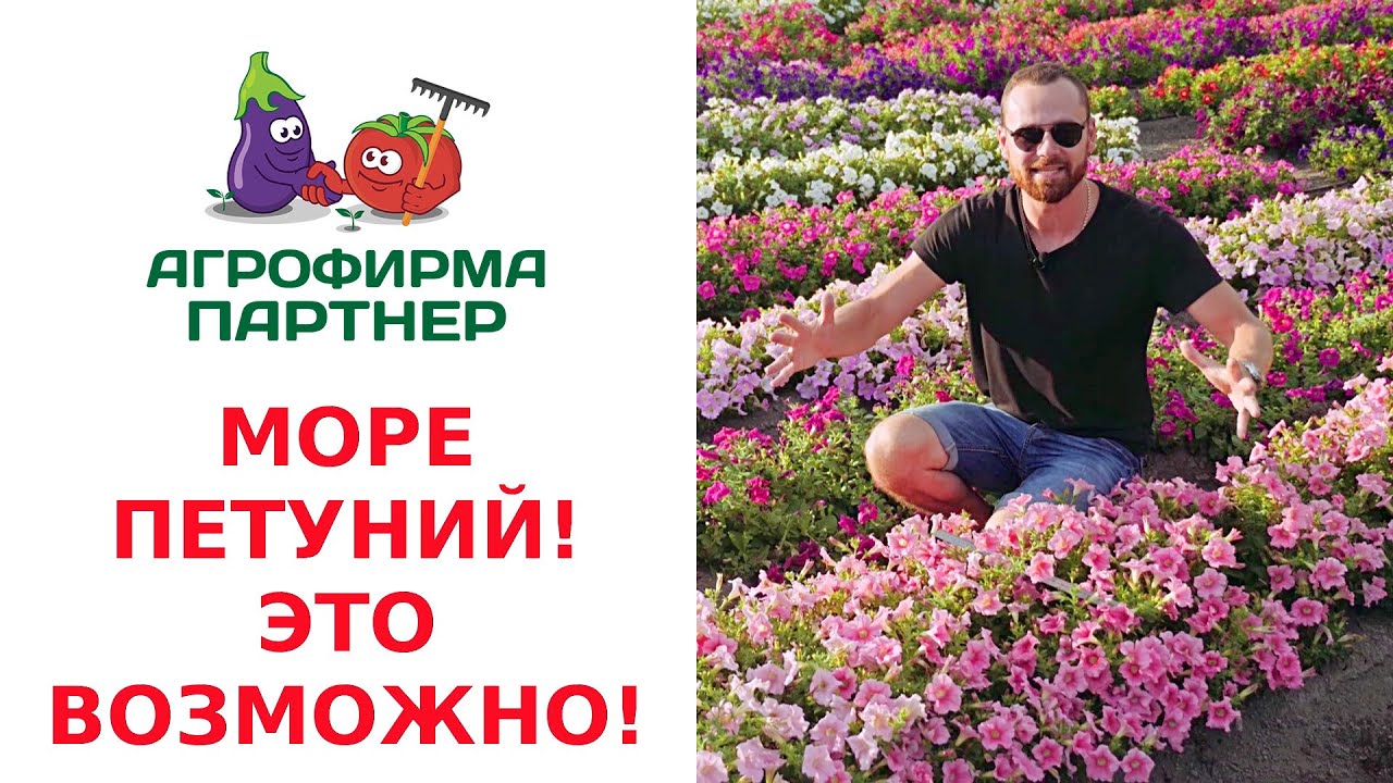 МОРЕ ПЕТУНИЙ – ЭТО ВОЗМОЖНО!