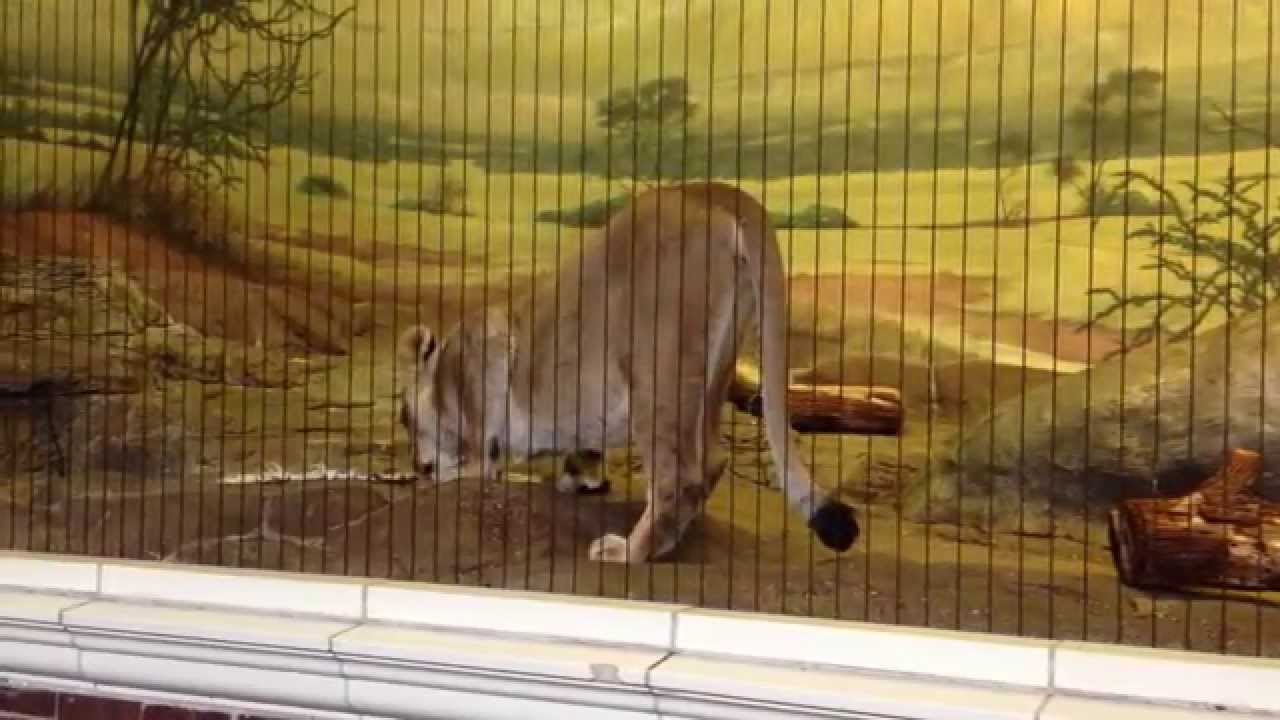 Lioness, a female lion, at Lincoln Park Zoo