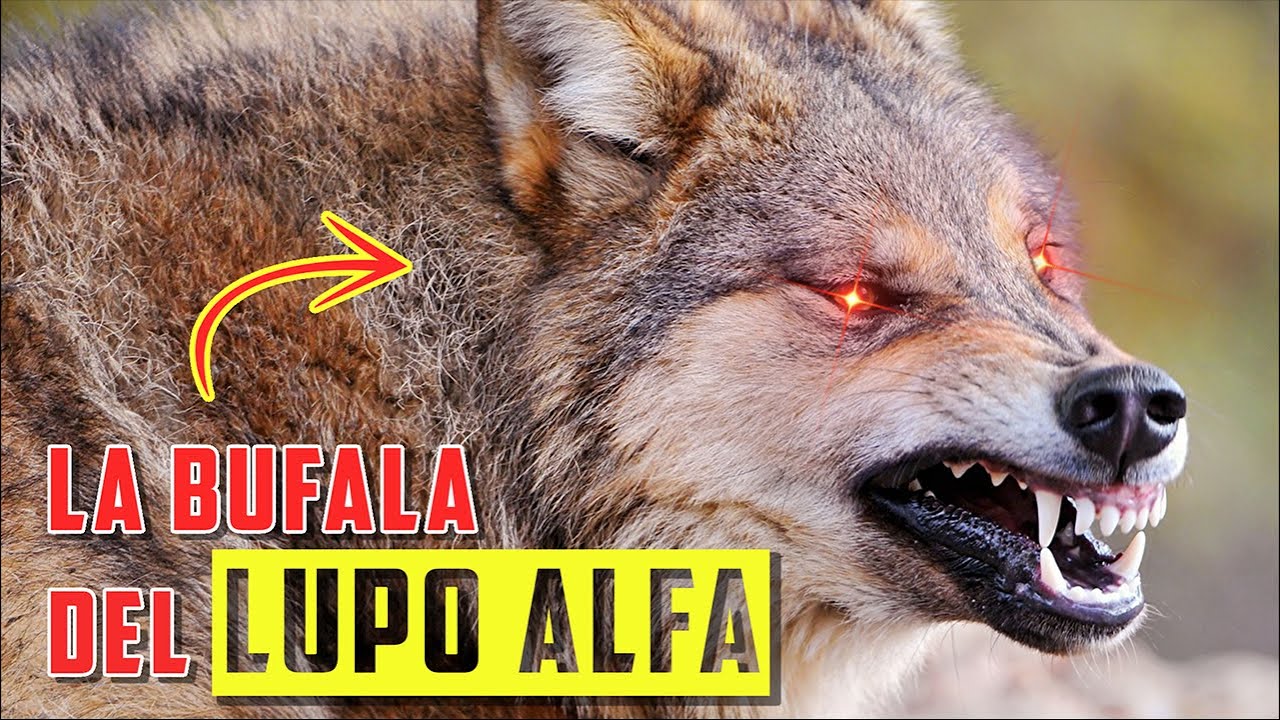 il LUPO ALFA NON ESISTE!
