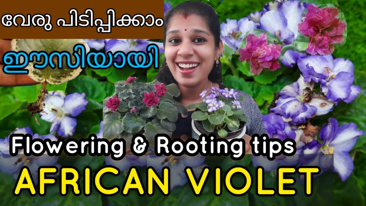 ആഫ്രിക്കൻ വയലറ്റ് വേരു പിടിപ്പിക്കാം ഒരിലയിൽ നിന്നും/African violet propagation/shilpazz thattikootu
