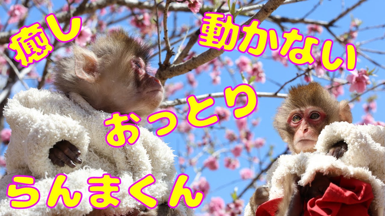 まさにセラピーをするために生まれて来た奇跡の子　らんまくん💕