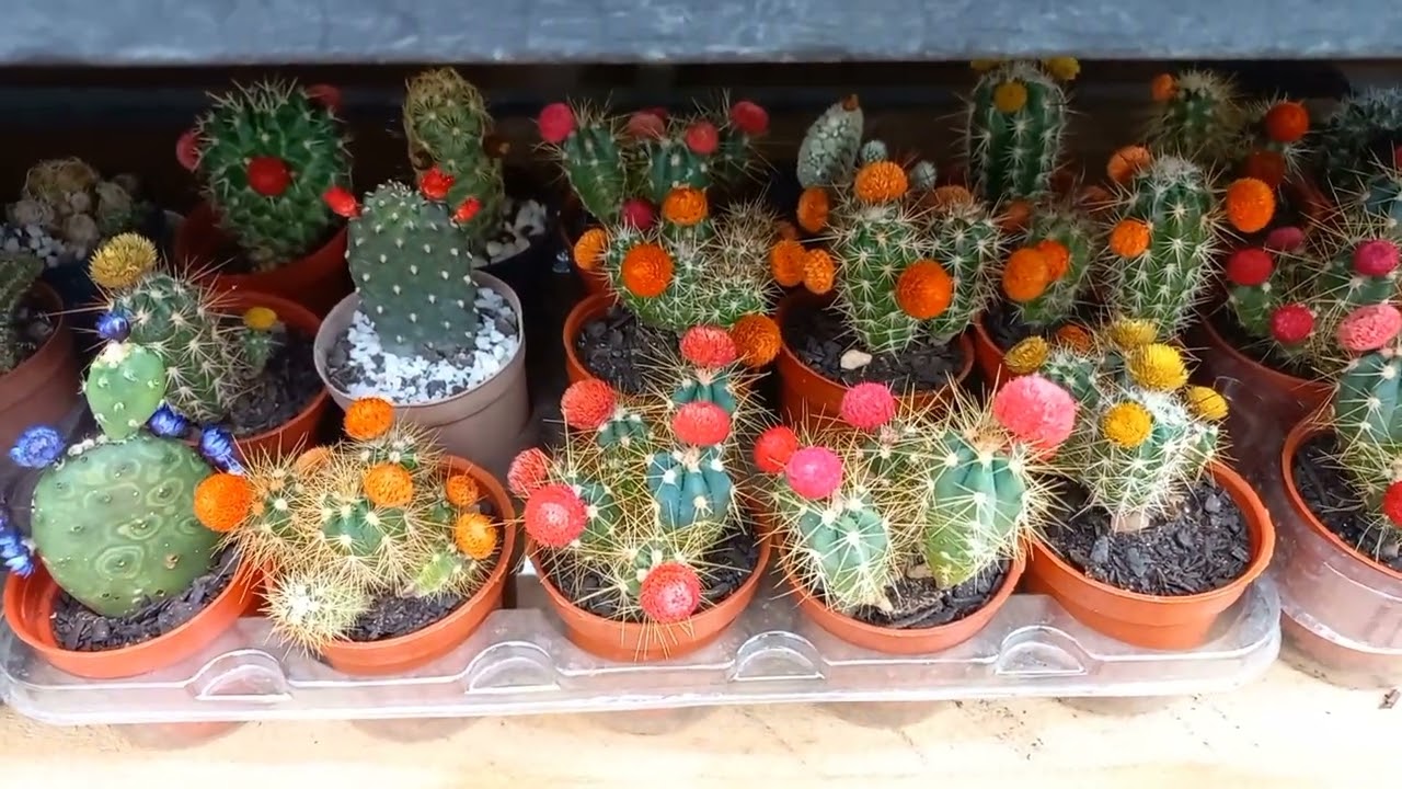 Mini cactos com flores falsas.  sou totalmente contra