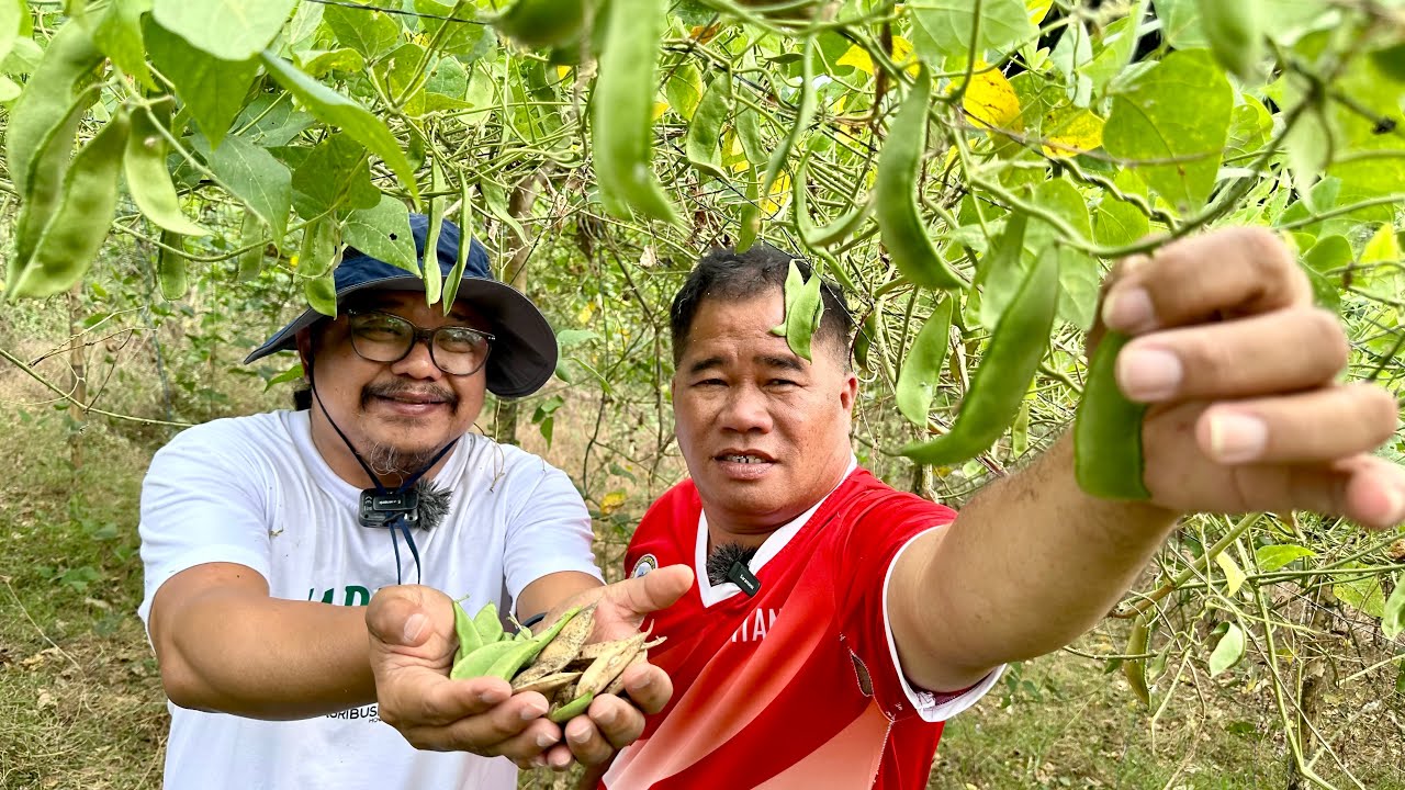 Patani: Kikita ng 500-700K sa 1,000 SQM. lang Kahit Walang Irrigation! Paano Magtanim at Alagaan?