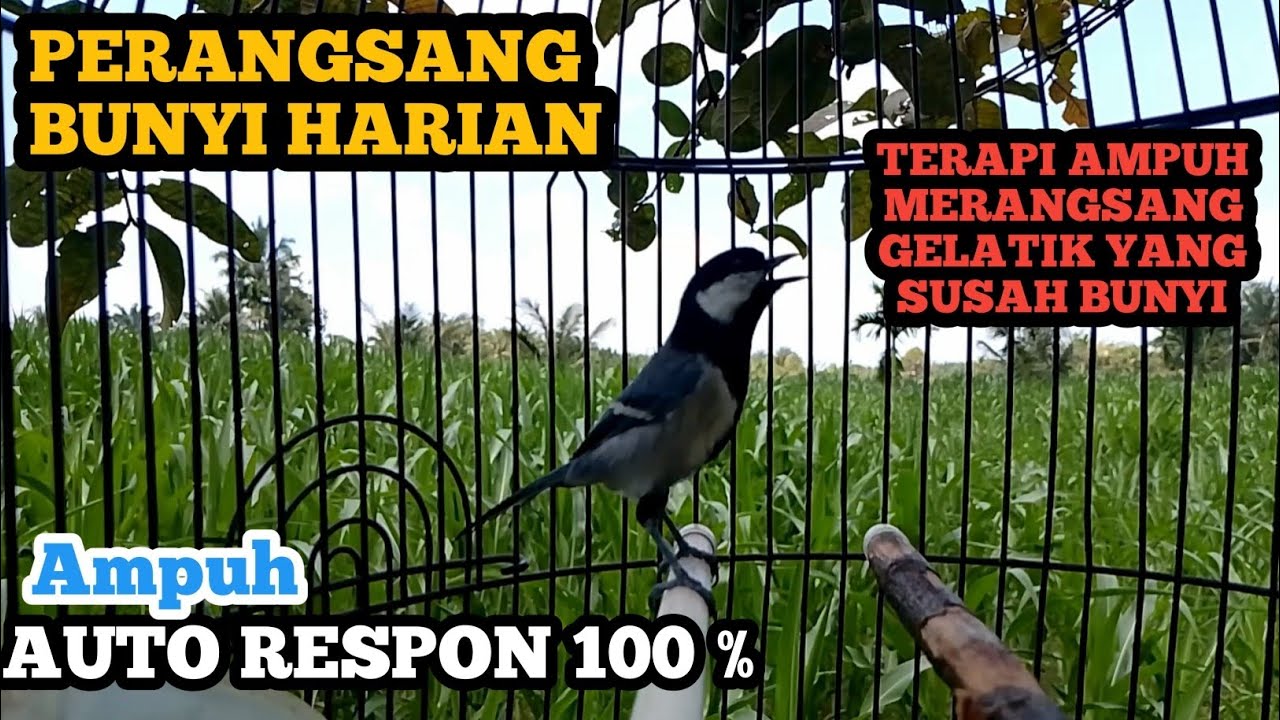 Perangsang Bunyi Harian Gelatik batu gelatik wingko terapi ampuh merangsang Gelatik yang susah bunyi