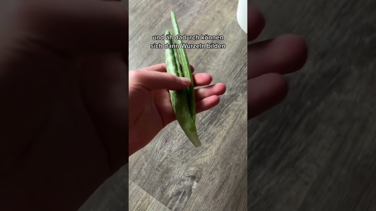 Aloe Vera vermehren