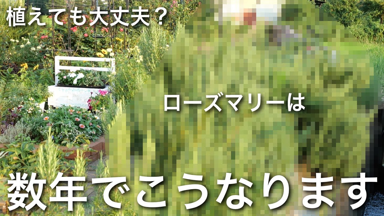 大暴れ&木質化するローズマリーに困っていませんか？こんな方法もあります‼︎