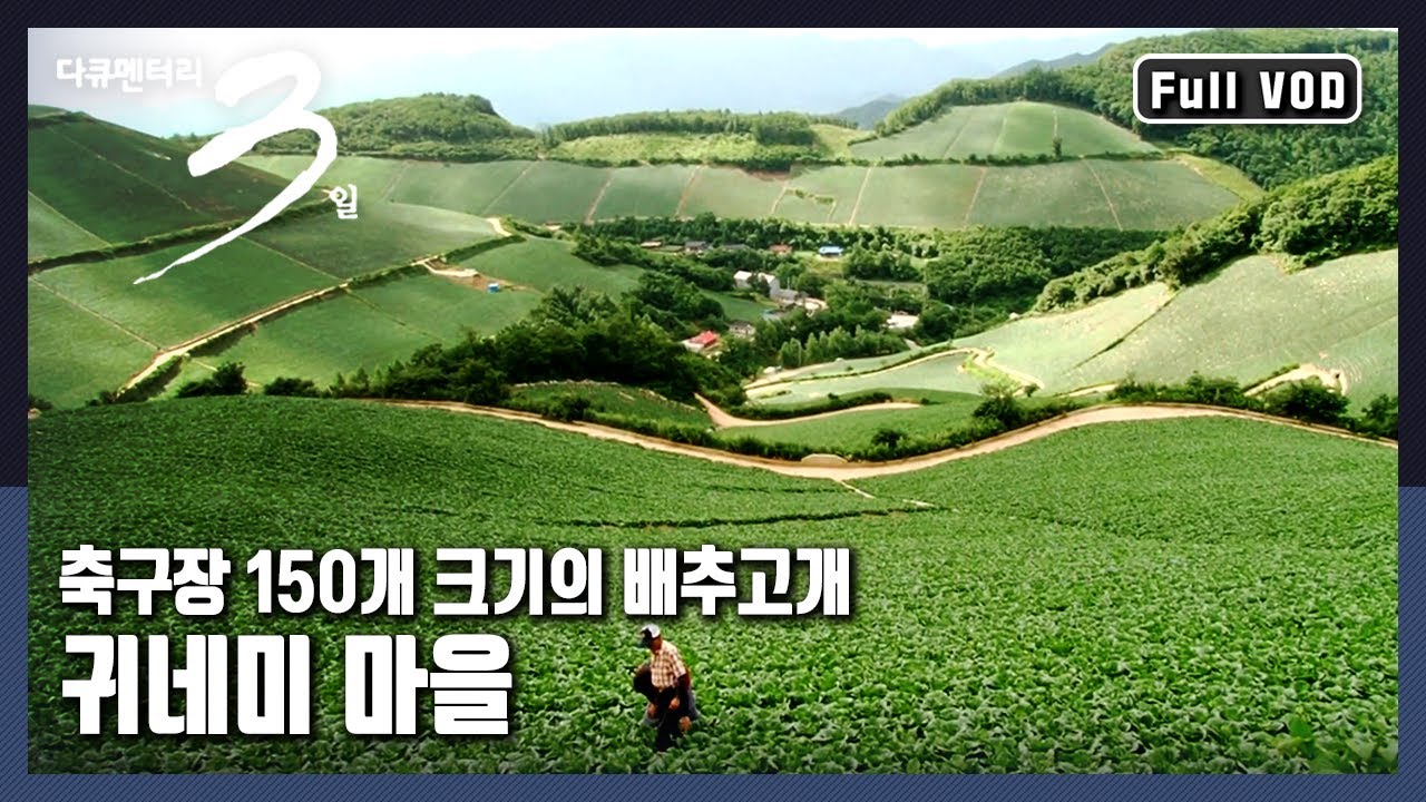 [다큐3일★풀버전] 해발 1천m, 깊은 산속 230만 포기의 거대한 양의 배추 수확 