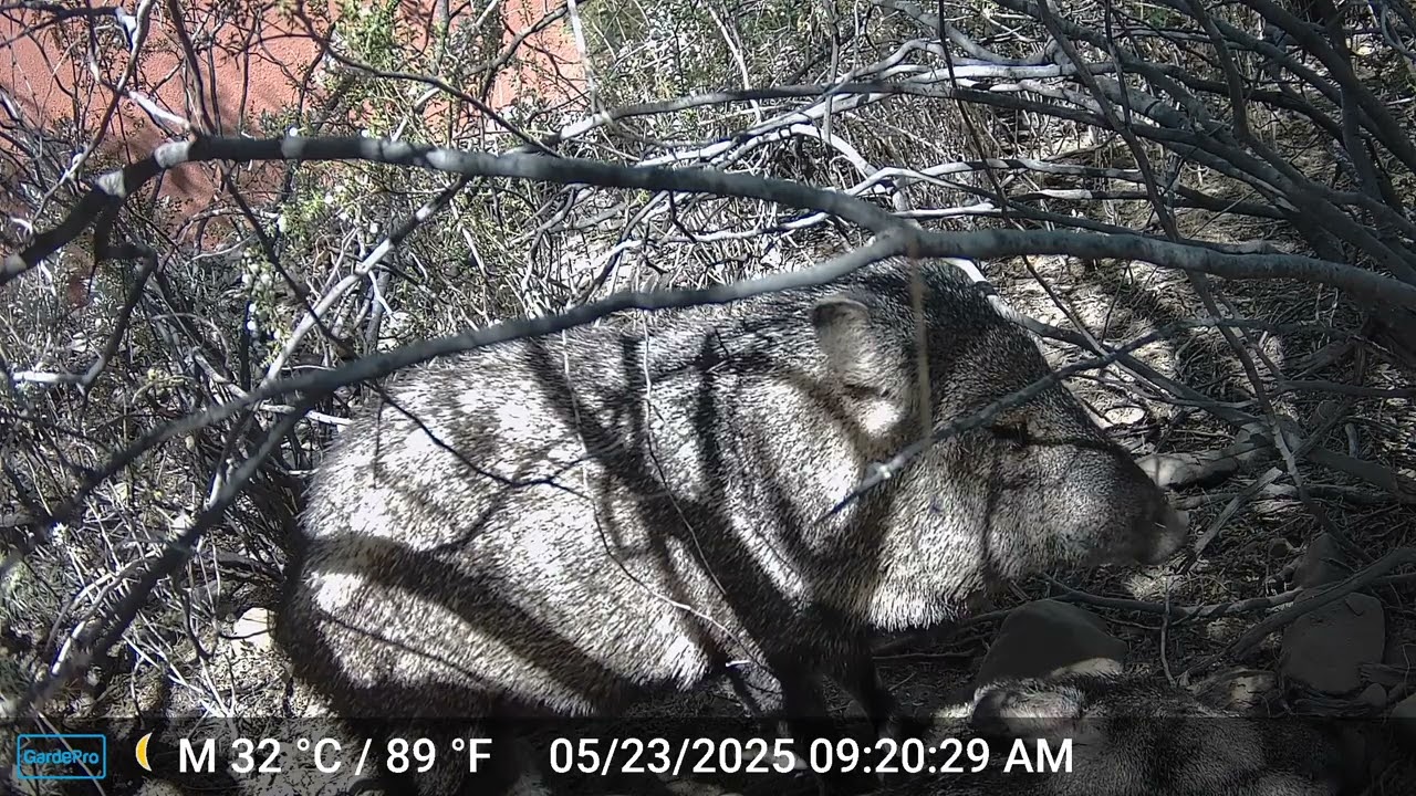 Javelina Trail Camera, Ep. 10 Tucson Arizona