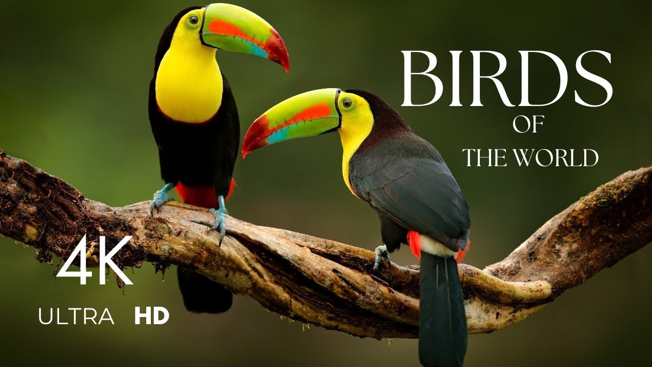 Birds of the World in 4K 🐦 | Relaxing Music & Breathtaking Wildlife Scenery