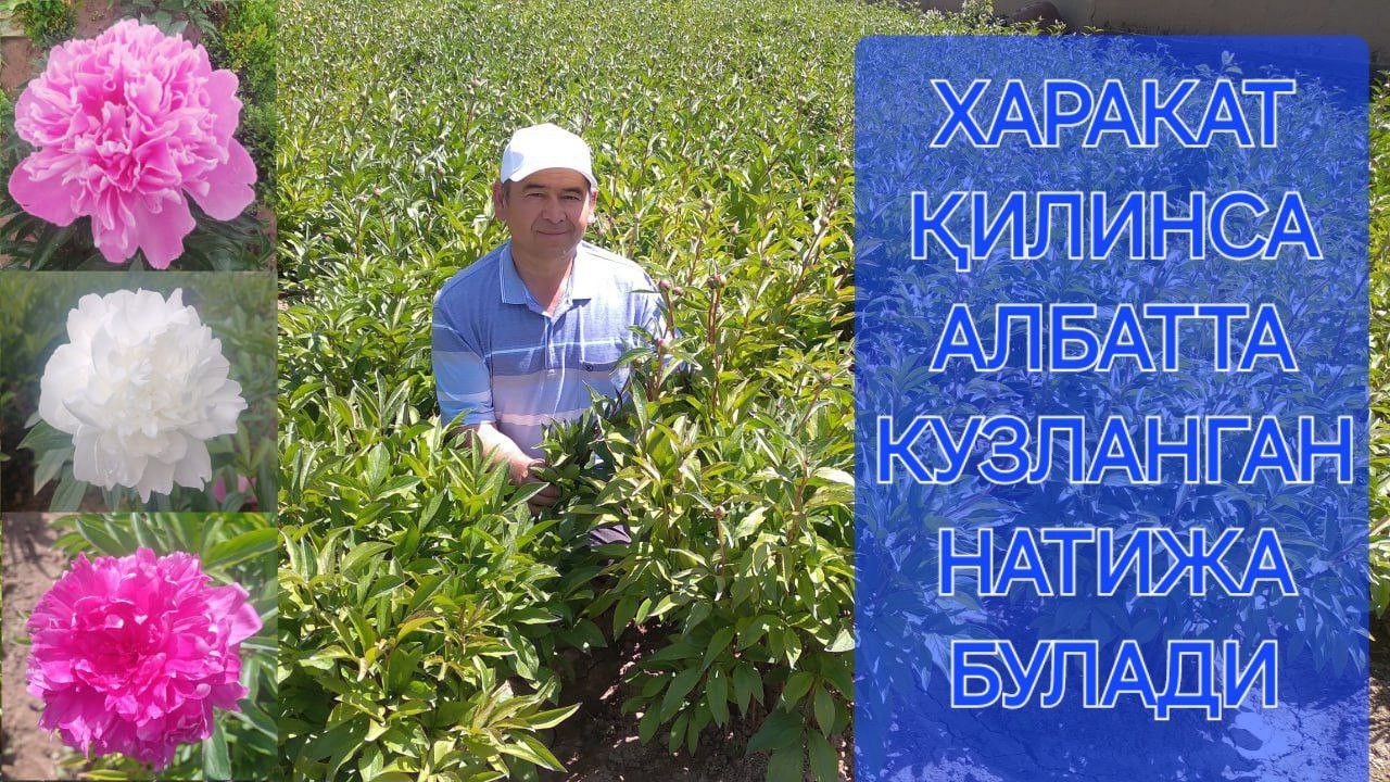 2023 йилда ЭКИЛГАН ПИОНГУЛ НАТИЖАСИ. #натижа #результат #result #pion #flowers #news